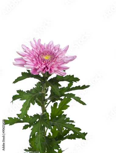 flower  pink  chrysanthemum