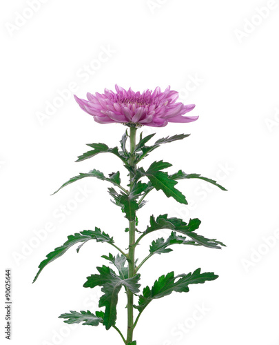 flower  pink  chrysanthemum