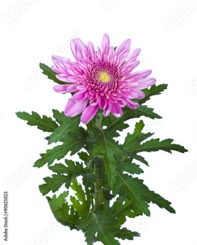 flower  pink  chrysanthemum