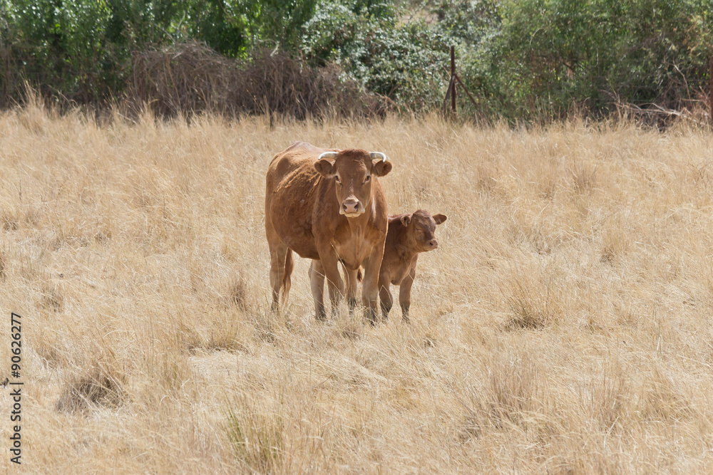 mestizo cow with her calf in the field