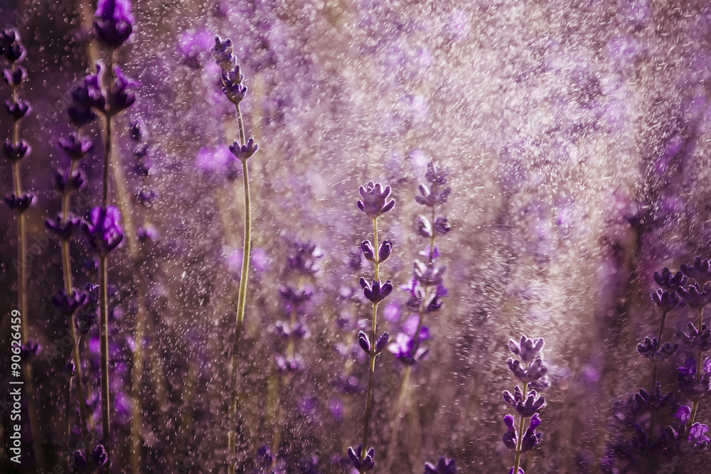 Naklejka premium lavender wallpaper