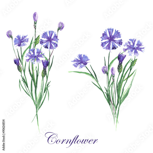 Bouquets of cornflowers painted in watercolor on a white background