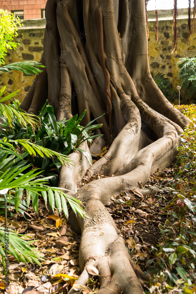 Naklejka premium Racine