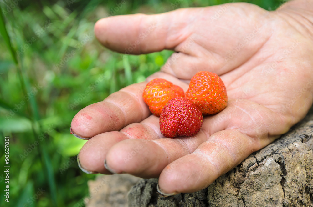 Strawberries on a farmers hand Strawberries on a farmers hand
