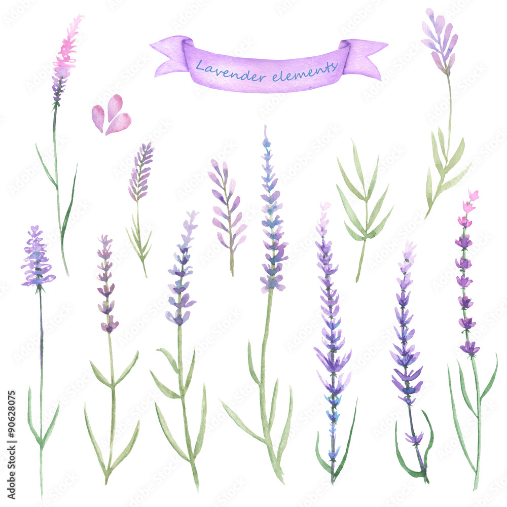 Naklejka premium Set, collection of floral lavender elements painted in watercolor on a white background