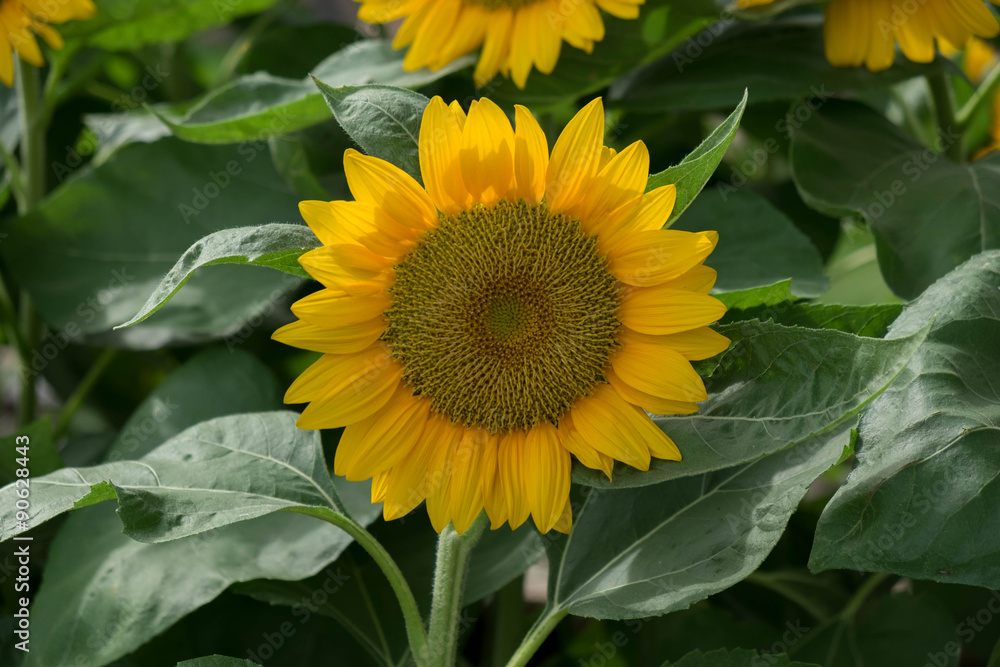 Sunflowers harvest sunshine in morning Sunflowers harvest sunshine in morning
