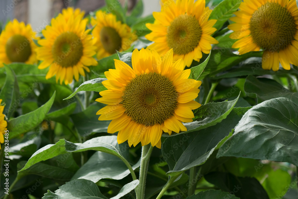 Many sunflowers harvest sunshine in morning Many sunflowers harvest sunshine in morning