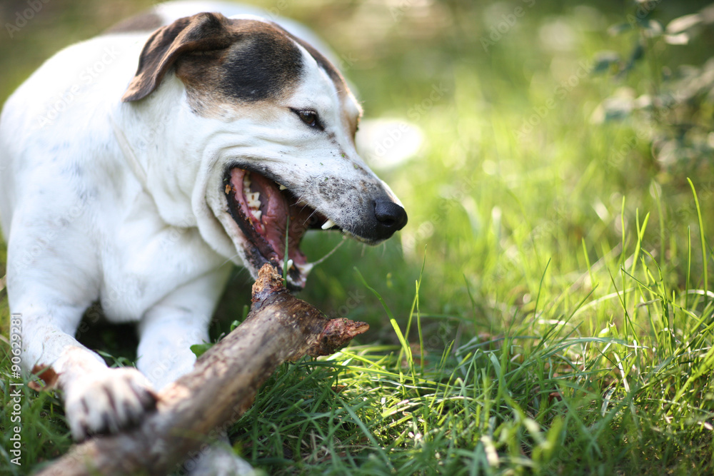 Dog aggressively chewing a wooden stick