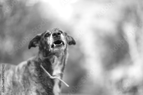 Dog howling photo