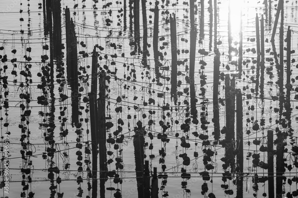 Obraz premium The oyster farm