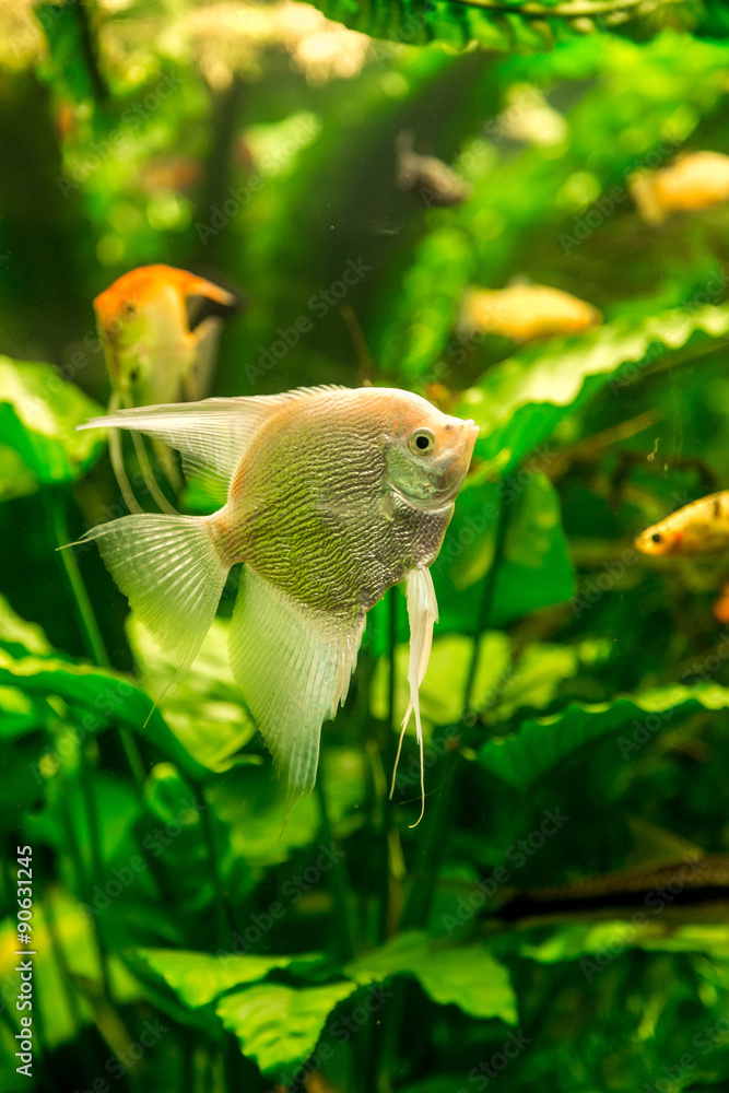 Tropical fish PTEROPHYLLUM SCALARE
