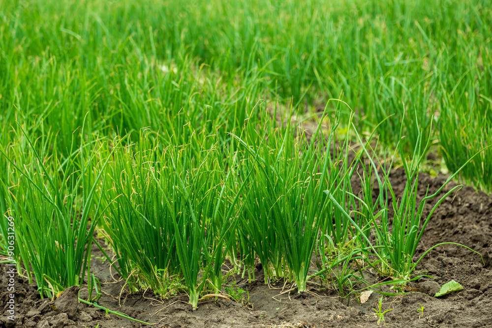 Agricultural field with onion Agricultural field with onion