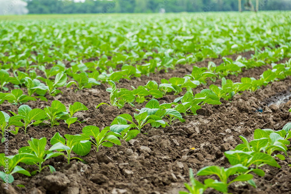 Cabbage field Cabbage field