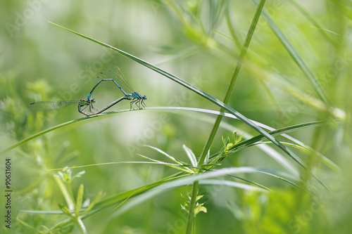 two damselflies mating on green leaf 