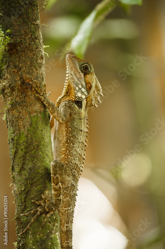 Eastern Bearded Dragon