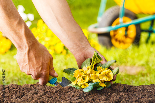 man hands planting a yellow flowers plant