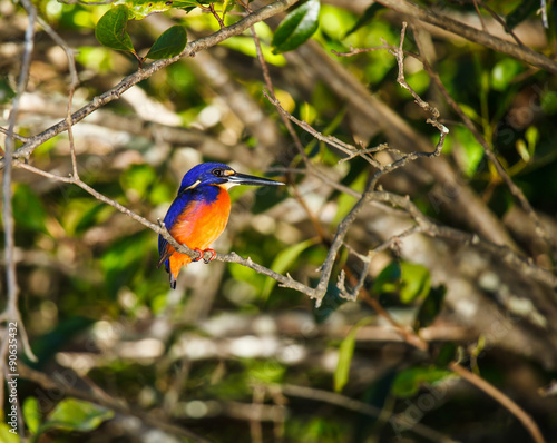 Azure Kingfisher © ksumano