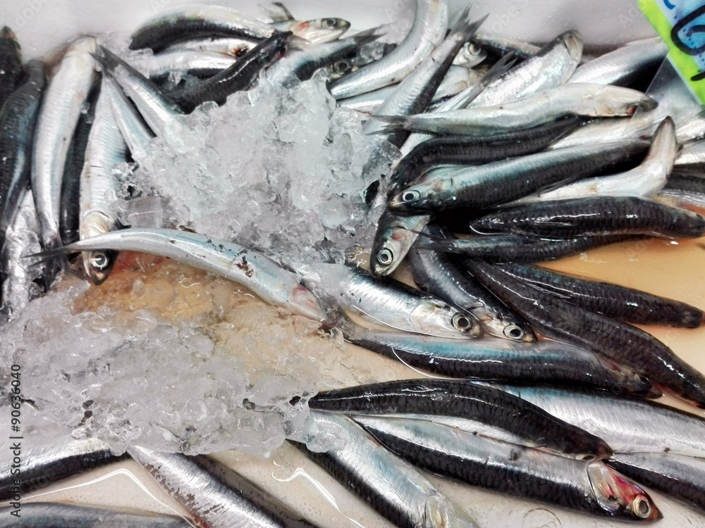 Anchovy Anchovy