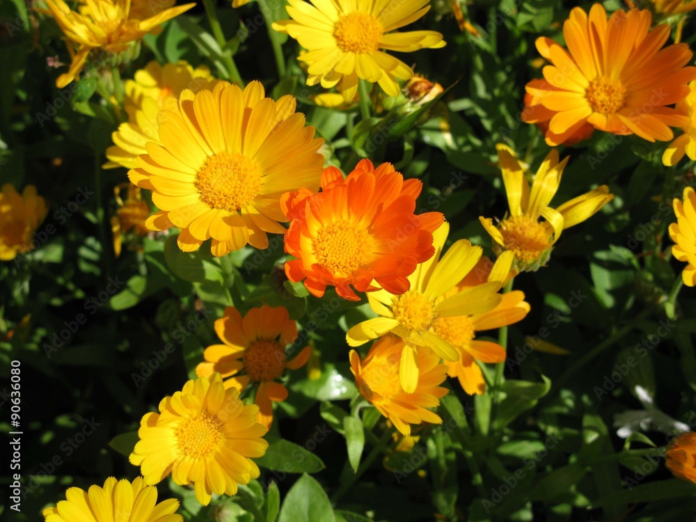 calendula calendula