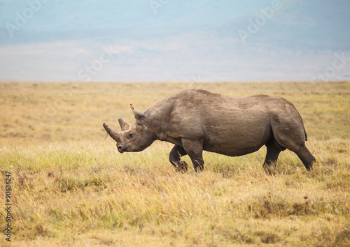 Black Rhinoceros © ksumano