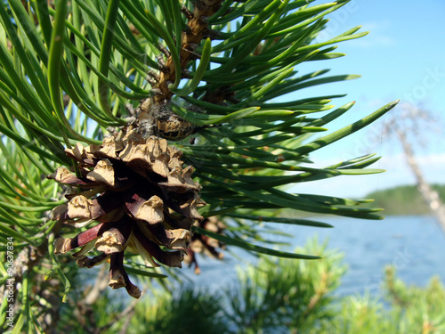 pine cone