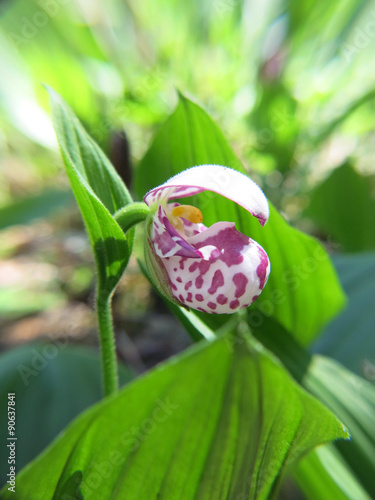 Orchid Siberia