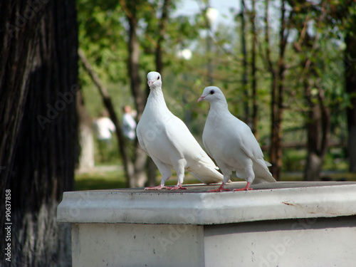 white dove