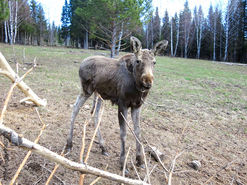 Image of photography Elk