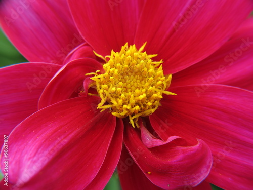 dahlia