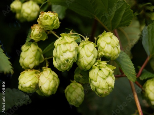 hop plant with cones as product for brewing industry