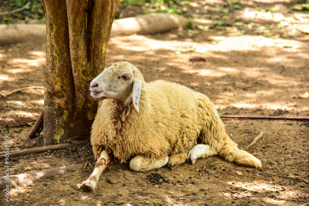Naklejka premium Sheep in farm