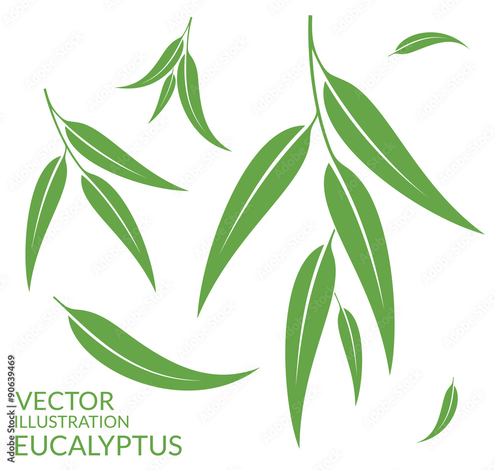 Obraz premium Eucalyptus. Isolated leaves on white background