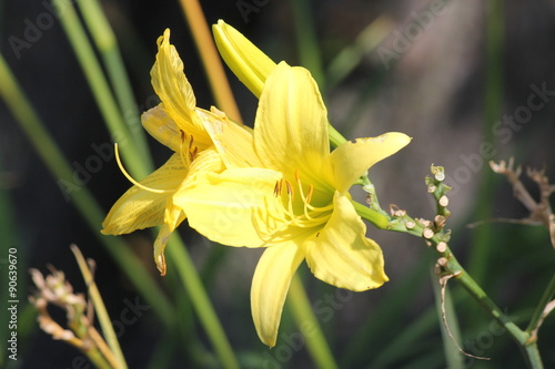 Fototapeta Naklejka Na Ścianę i Meble -  Pretty yellow Daylily  (Hemerocallis)  growing in a small flower garden. Day lilies are rugged, adaptable, vigorous perennials and comes in a variety of colors.