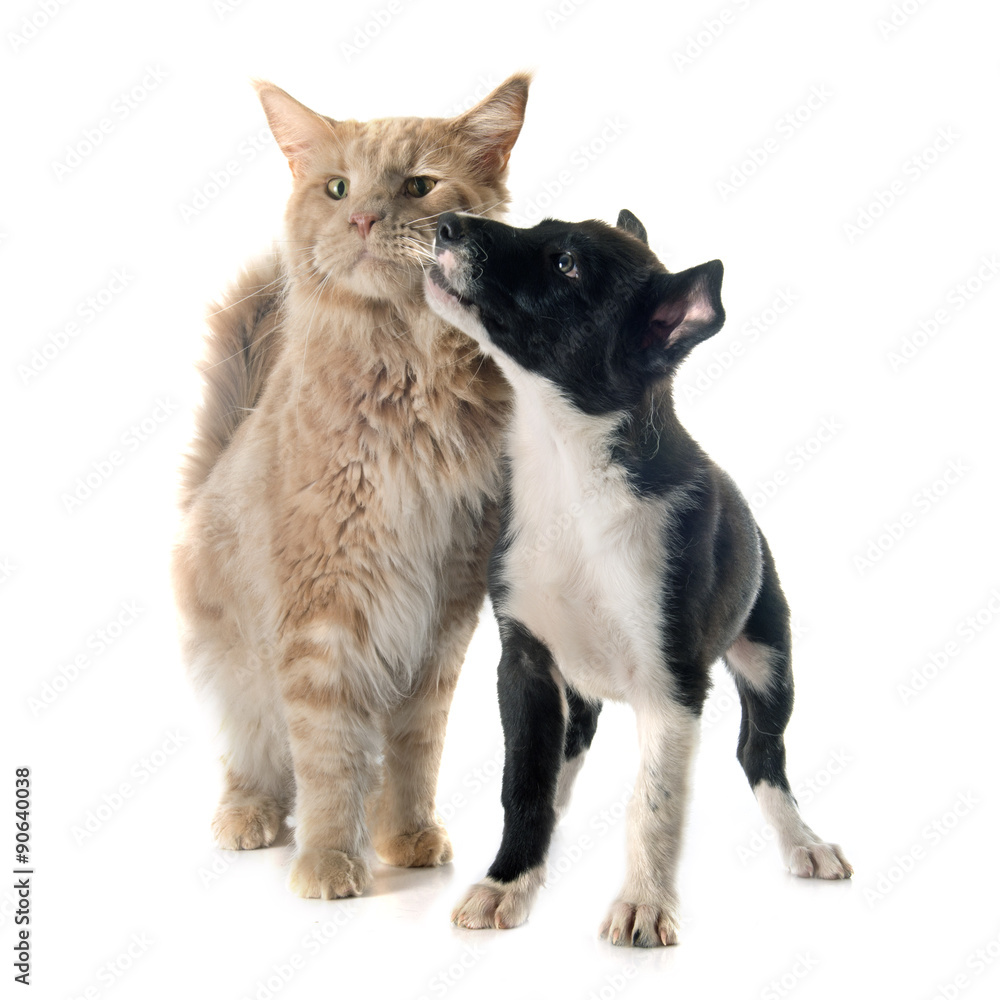 puppy border collie and maine coon