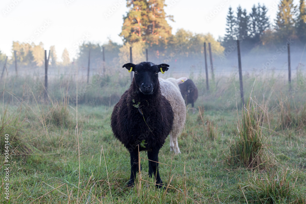 Obraz premium black sheep on a field