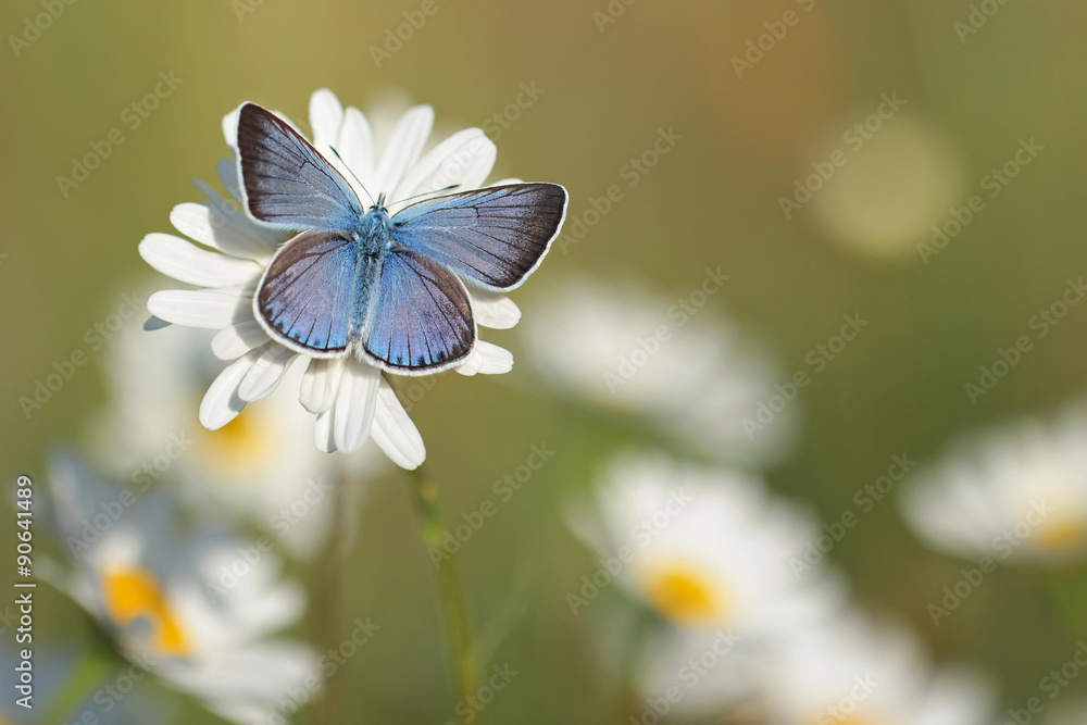 Fototapeta Niebieski motyl na białym kwiatku