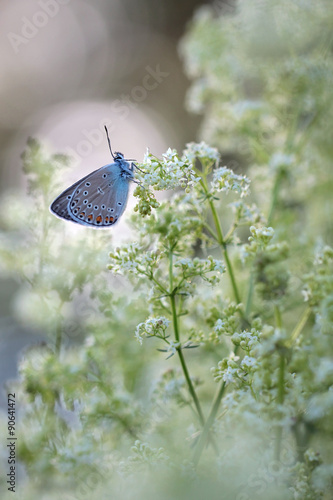 Common Blue Butterfly photo