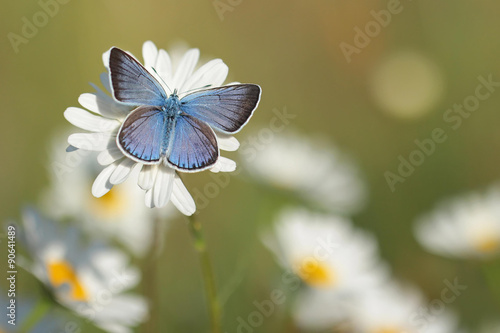 Common Blue Butterfly #90641489