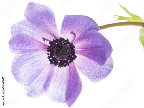 Fotografia lilac flower anemone