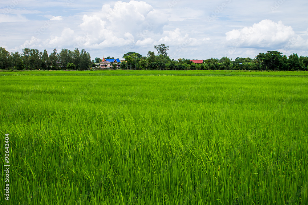 rice field rice field