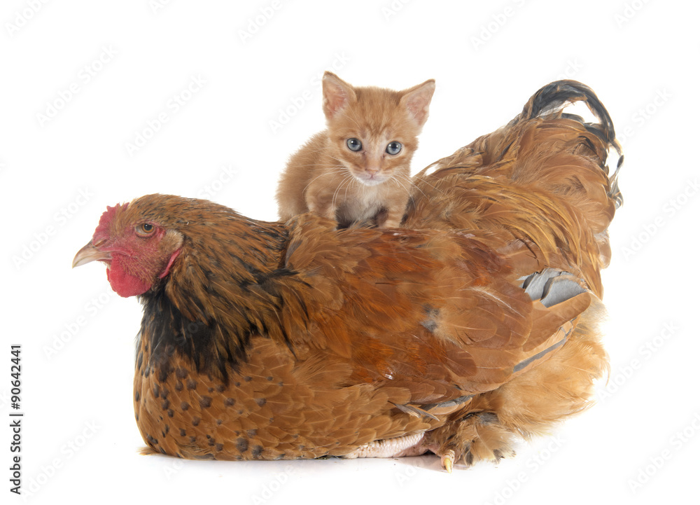 Fototapeta premium brahma chicken and kitten