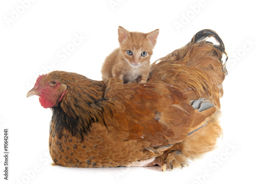 brahma chicken and kitten