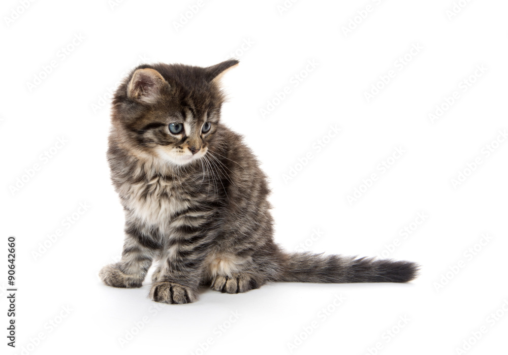 Cute baby tabby kitten on white Cute baby tabby kitten on white