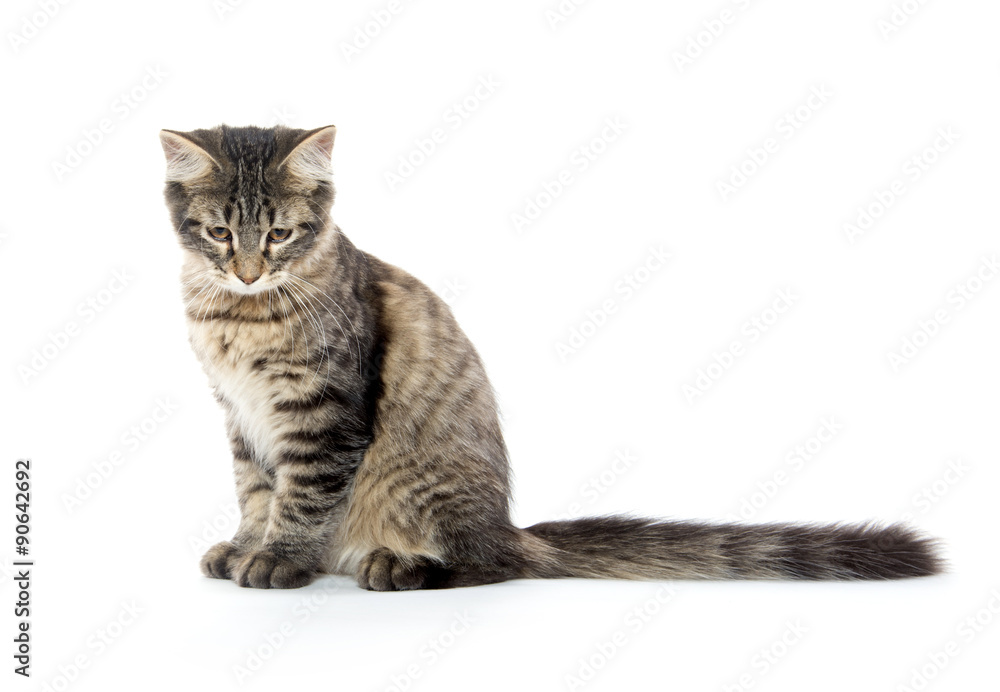 Cute tabby cat Cute tabby cat