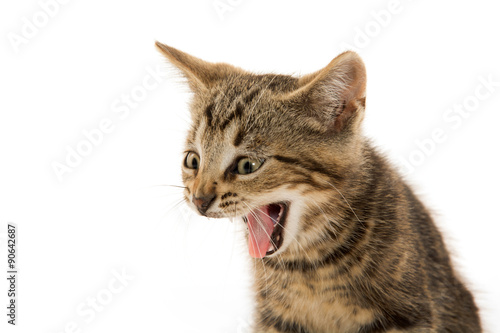 Fototapeta Naklejka Na Ścianę i Meble -  Cute tabby kitten