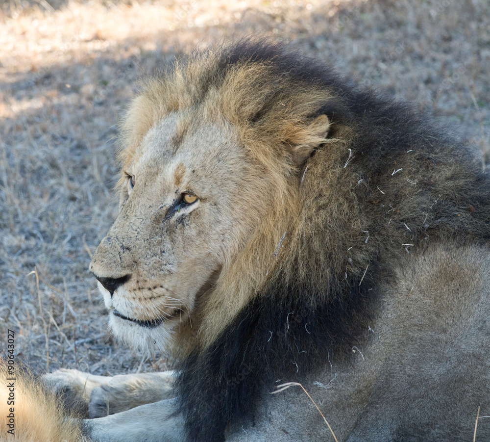 Obraz premium Male lion