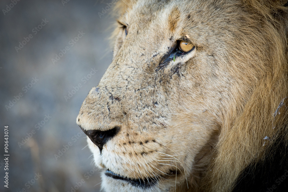 Obraz premium Male lion