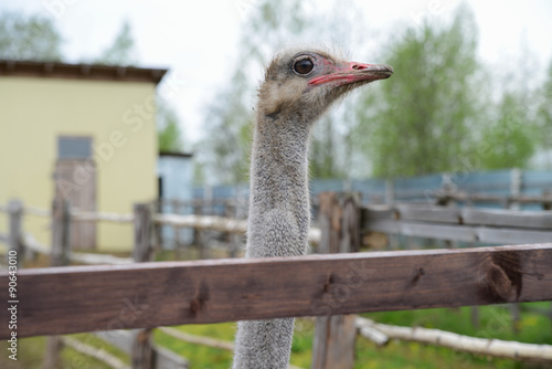 Farm in the Russia photo