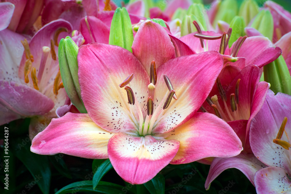 Beautiful Pink Asiatic Lily