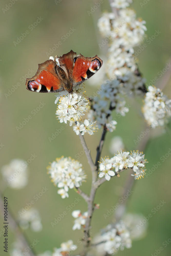 peacock butterfly Inachis io peacock butterfly Inachis io